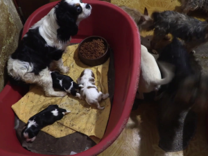 VIDEO: Důchodkyně si vydělávaly množením psů, v jednom domě jich týraly skoro sto
