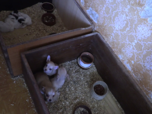 VIDEO: Důchodkyně si vydělávaly množením psů, v jednom domě jich týraly skoro sto