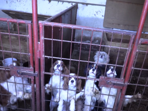 VIDEO: Důchodkyně si vydělávaly množením psů, v jednom domě jich týraly skoro sto