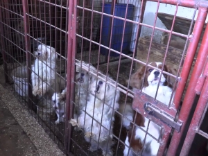 VIDEO: Důchodkyně si vydělávaly množením psů, v jednom domě jich týraly skoro sto