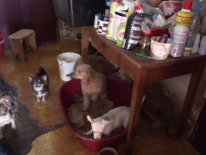 VIDEO: Důchodkyně si vydělávaly množením psů, v jednom domě jich týraly skoro sto