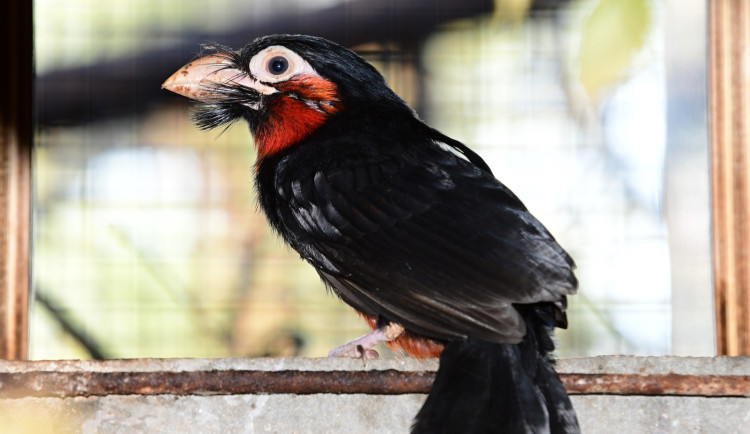 Bizarní pták z příbuzenstva datlů. Vousák přinesl olomoucké zoo ocenění v soutěži Bílý slon