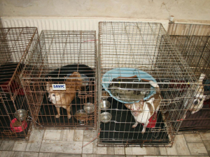 Žena z Prahy 16 deset let týrala psy, nemocná štěňata vydávala za papírová