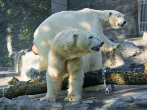 Do Zoo Praha dorazila medvědí dvojčata Gregor a Aleut