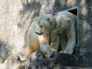 Do Zoo Praha dorazila medvědí dvojčata Gregor a Aleut