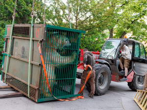 Do Zoo Praha dorazila medvědí dvojčata Gregor a Aleut