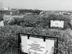 Pokusná políčka v roc  1985