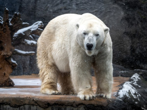 Lední medvěd Tom zemřel v kazachstánské zahradě. Jeho smrt před Zoo Praha tajili