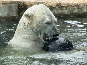 VIDEO: Medvědí dvojčata si v Praze zvykají na sklo i psy. Nového pavilonu se dočkají za čtyři roky