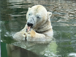 VIDEO: Medvědí dvojčata si v Praze zvykají na sklo i psy. Nového pavilonu se dočkají za čtyři roky