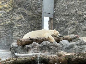 VIDEO: Medvědí dvojčata si v Praze zvykají na sklo i psy. Nového pavilonu se dočkají za čtyři roky