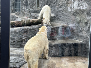 VIDEO: Medvědí dvojčata si v Praze zvykají na sklo i psy. Nového pavilonu se dočkají za čtyři roky