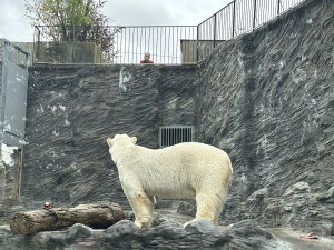 VIDEO: Medvědí dvojčata si v Praze zvykají na sklo i psy. Nového pavilonu se dočkají za čtyři roky