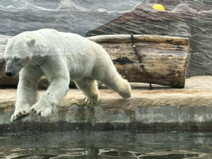 FOTOGALERIE: Svačina v bazénu, pak blbnutí s míčem. Podívejte se, jak si lední medvědi užívají nový domov v pražské zoo