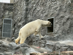 FOTOGALERIE: Svačina v bazénu, pak blbnutí s míčem. Podívejte se, jak si lední medvědi užívají nový domov v pražské zoo