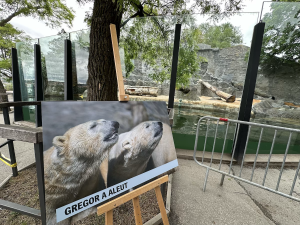 FOTOGALERIE: Svačina v bazénu, pak blbnutí s míčem. Podívejte se, jak si lední medvědi užívají nový domov v pražské zoo