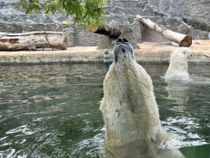 FOTOGALERIE: Svačina v bazénu, pak blbnutí s míčem. Podívejte se, jak si lední medvědi užívají nový domov v pražské zoo