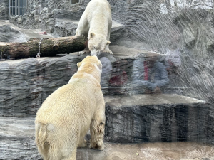FOTOGALERIE: Svačina v bazénu, pak blbnutí s míčem. Podívejte se, jak si lední medvědi užívají nový domov v pražské zoo
