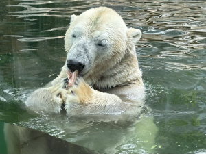 FOTOGALERIE: Svačina v bazénu, pak blbnutí s míčem. Podívejte se, jak si lední medvědi užívají nový domov v pražské zoo