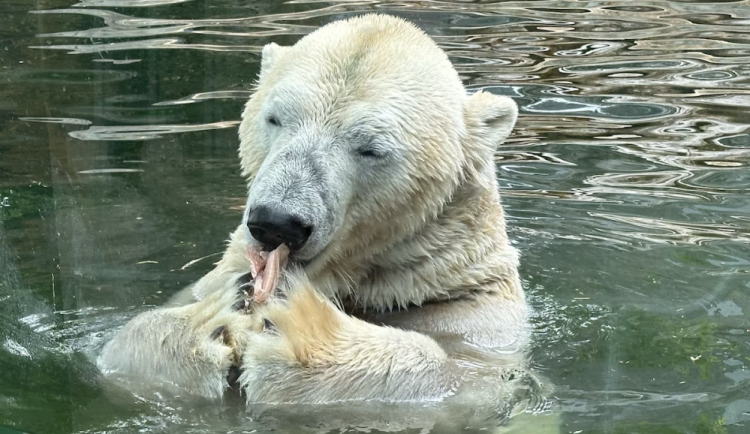 FOTOGALERIE: Svačina v bazénu, pak blbnutí s míčem. Podívejte se, jak si lední medvědi užívají nový domov v pražské zoo