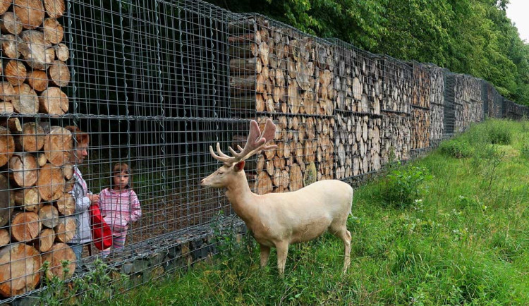 Opodstatněný zákaz krmení zvířat. Bezohlední návštěvníci způsobili zbytečnou smrt bílé daněly