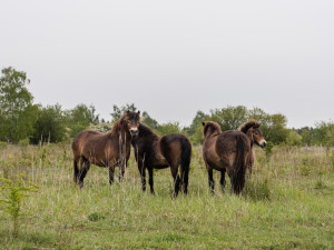 Robot na poli, rezervace pro kopytníky. Soutěž E.ON Energy Globe o nejlepší ekologické projekt má šest finalistů