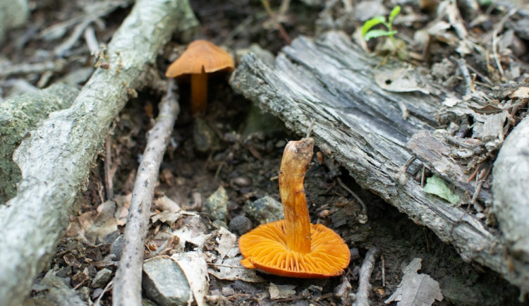 U Brna se vyskytla smrtelně jedovatá houba. Houbaři si ji mohou splést s václavkou
