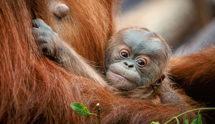 Malý orangutan z pražské zoo dostal jméno, je to Harapan