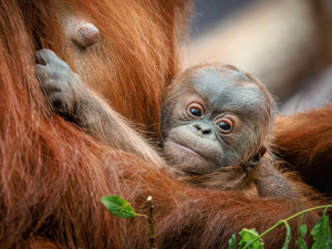 Malý orangutan z pražské zoo dostal jméno, je to Harapan