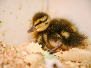 Kachňat mají ve stanici nejvíc.