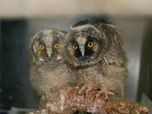 Mláďata kalouse ušatého.