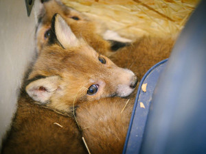 Liščat už zachránili sedm.