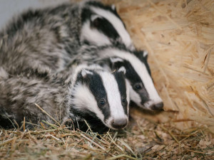 Mezi pacienty jsou i tři malí jezevci.