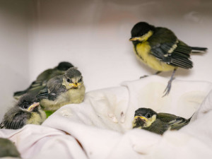 Mláďata sýkor koňader a modřinek.