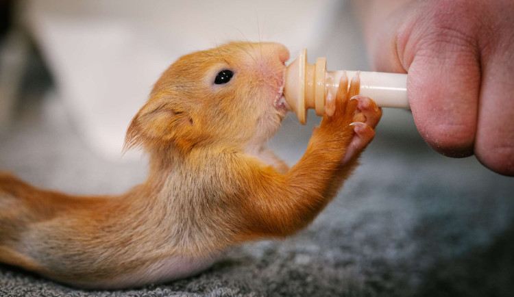 Veverky dostávají mléko pro štěňata.