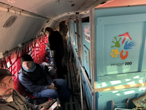 Koně Převalského v pořádku dorazili do Kazachstánu, další odletí ve středu