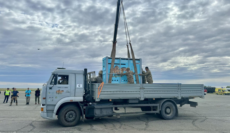 Koně Převalského v pořádku dorazili do Kazachstánu, další odletí ve středu