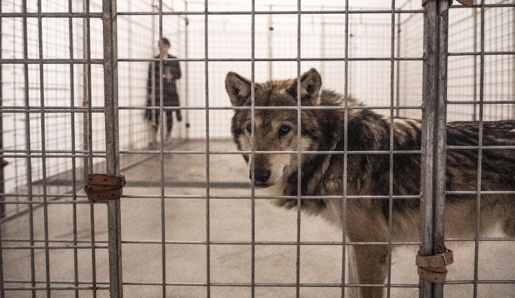 Pražská galerie měla na výstavě v kleci živé vlky, inspekce je zabavila. Jsou na to cvičení, brání se majitelka prostoru