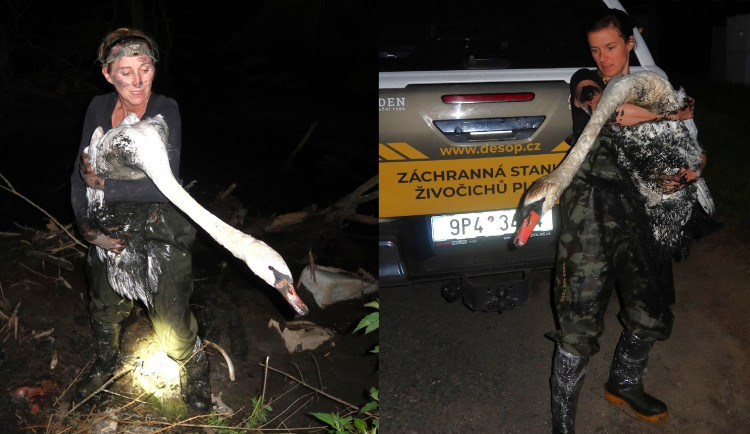 Hluboké bahno po přívalových lijácích uvěznilo v mokřadu labutí rodinu s mláďaty. Záchranná akce byla extrémně náročná