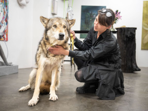 Pražská galerie měla na výstavě v kleci živé vlky, inspekce je zabavila. Jsou na to cvičení, brání se majitelka prostoru