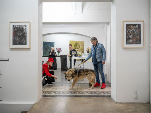 Pražská galerie měla na výstavě v kleci živé vlky, inspekce je zabavila. Jsou na to cvičení, brání se majitelka prostoru