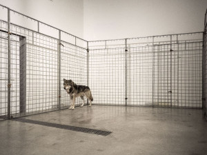 Pražská galerie měla na výstavě v kleci živé vlky, inspekce je zabavila. Jsou na to cvičení, brání se majitelka prostoru