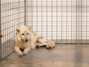 Pražská galerie měla na výstavě v kleci živé vlky, inspekce je zabavila. Jsou na to cvičení, brání se majitelka prostoru