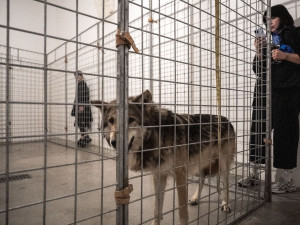 Pražská galerie měla na výstavě v kleci živé vlky, inspekce je zabavila. Jsou na to cvičení, brání se majitelka prostoru