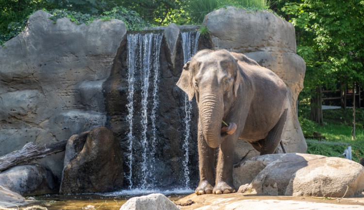 Slonice Gulab slaví 65. narozeniny. Do pražské zoo přicestovala před 58 lety