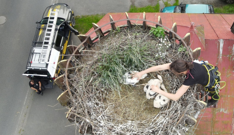Adopce osiřelých čapích mláďat na náhradní hnízda jedou na plné obrátky. Záchranáře napadly při akci vosy