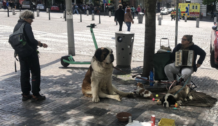 Konec žebrání se zvířaty? Praha chystá úpravy vyhlášek, připomínkují je městské části