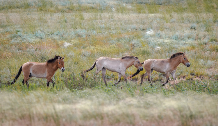 Koně Převalského si v Kazachstánu zvykají dobře. Další pražská zoo převeze za rok