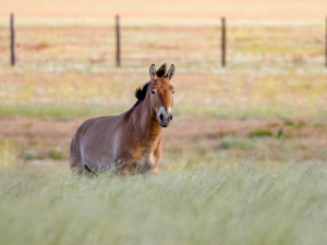 Koně Převalského si v Kazachstánu zvykají dobře. Další pražská zoo převeze za rok