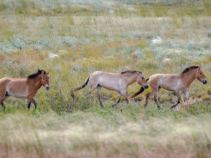 Koně Převalského si v Kazachstánu zvykají dobře. Další pražská zoo převeze za rok